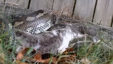 Python caught on video 'eating the neighbours' cat'