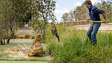 You can't go to Darwin and not see a crocodile. Luckily, Top End Safari Camp has these in spades.