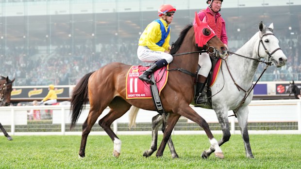 Right You Are on the way to the barriers prior to the running of the Carlton Draught Caulfield Cup at Caulfield Racecourse on October 21, 2023 in Caulfield, Australia. (Photo by Scott Barbour/Racing Photos)