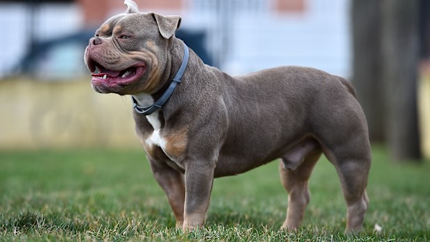 bully dog