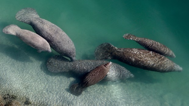 Manatees are a large sea mammal that feed mostly off sea grass hence their nickname 'sea cow'. 