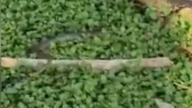 A snake catcher has a video which busts the myth that venomous snakes can't climbSteven Brown, from Brisbane North Snake Catchers was called to remove a snake from to a customer's Narangba house in the Moreton Bay region.