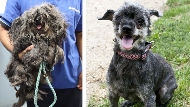 The shih tzu was handed into her local RSPCA inspectorate this week. (RSPCA)