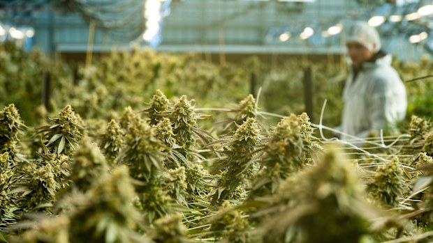 ECS Botanics, a medicinal cannabis farm located near Swan Hill. The company, which is listed on the ASX, grows hundreds of kilograms of legal cannabis each year. Photo by Jason South. 27th September 2024