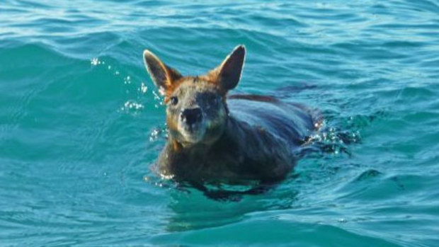 The wallaby was found nearly a kilometre out to sea. (Laura Sanchez Peregrine)