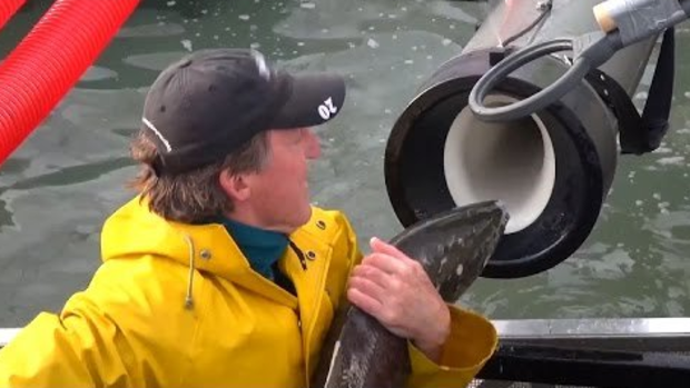 The salmon are loaded into the end of a tube then hurled across hundreds of metres into their new home, by a cannon.
