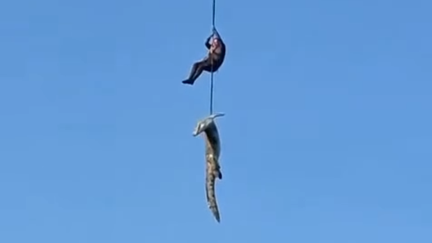 The policeman winched the massive crocodile away from the river.