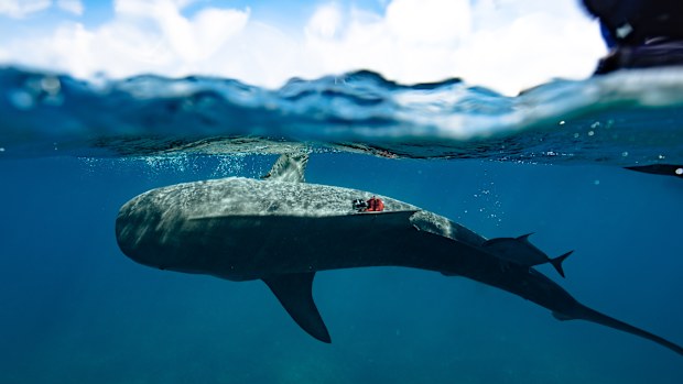 The scientists deployed bio-logger tags equipped with cameras on tiger sharks. Review of this footage showed significant time spent in seagrass habitat, and sparked the initial curiosity around the seagrass meadows of The Bahamas.   