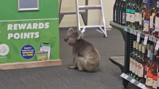 A koala wandered into The Queenscliffe Family Hotel on Kangaroo Island this week.