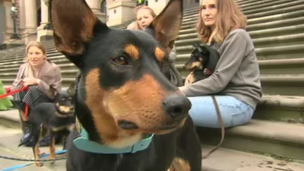 The reforms could mean great news for pet owners across Victoria. (9NEWS)