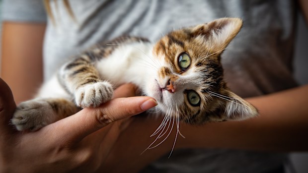 file photo stock kitten cat 