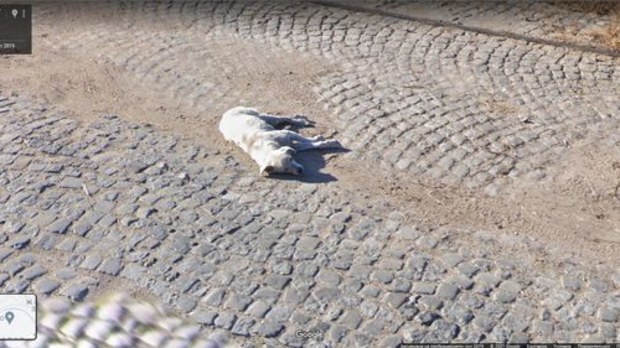 Reddit, Google Maps, stray dog Bulgaria