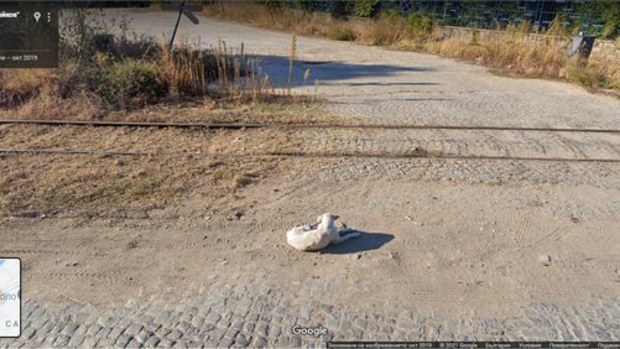 Reddit, Google Maps, stray dog Bulgaria