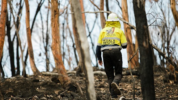 IFAW wildlife carers attending to koalas whose habitats have been destroyed by fire over New Year 2019/2020.