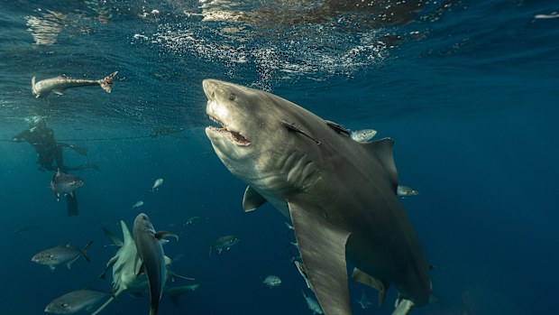 This large bull shark was spotted with a large gash down it's mouth. 