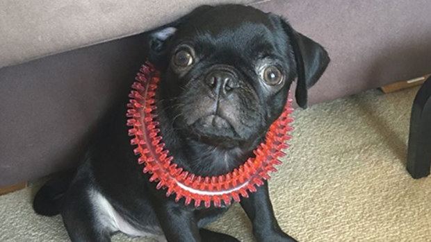 Egg the pug. (Supplied)