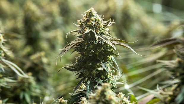 ECS Botanics, a medicinal cannabis farm located near Swan Hill. The company, which is listed on the ASX, grows hundreds of kilograms of legal cannabis each year. 