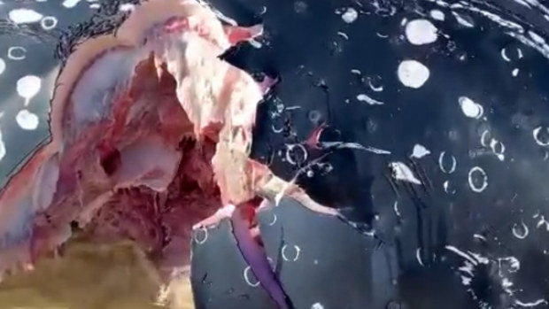 A humpback whale carcass has washed ashore on the NSW coast - with a huge chunk taken out of it's side.