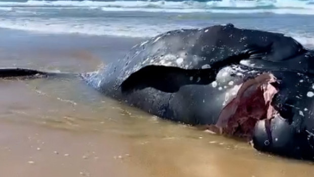 A humpback whale carcass has washed ashore on the NSW coast - with a huge chunk taken out of it's side.