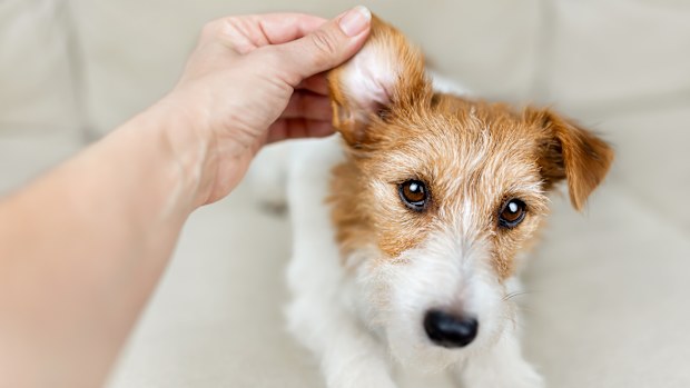 Owner's hand checking and cleaning her healthy dog's ear. 