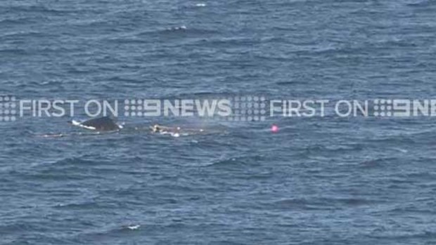 The trapped calf. (9NEWS)