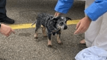 A puppy was also rescued.