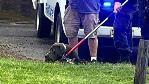 NSW Police and Penrith City Council rangers secured the dogs.