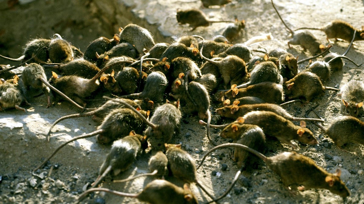 Rat Island ecological recovery studied for just over a decade in Alaska ...