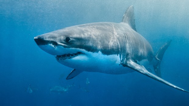 Mr Johnson said the shark was a Great White.