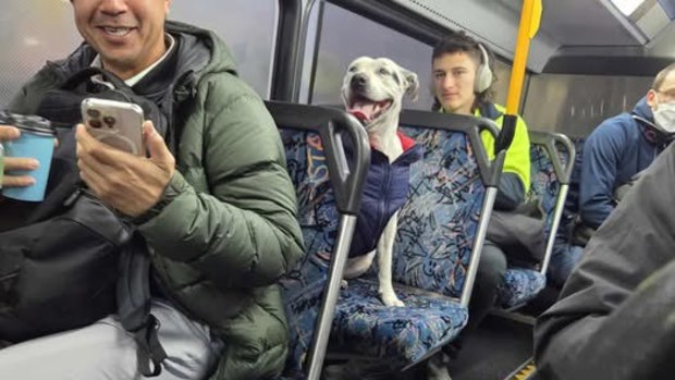 Athena, a staffy from Sydney, accidentally travelled about 5km on a local bus on Tuesday.
