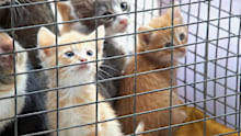 small cute kittens sit in an iron cage. Orphaned kittens, animal shelter