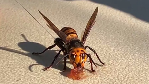 sex-traps-lure-thousands-of-male-giant-hornets-to-their-death-nine-au