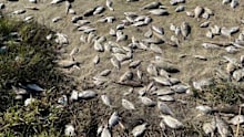 Call for action as thousands of dead fish reported in rivers after ex-tropical cyclone Alfred