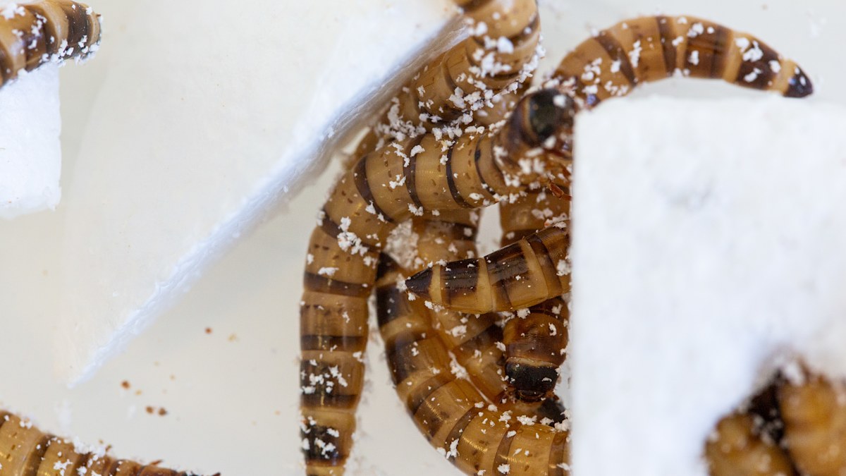 Animal news: How 'superworms' could solve Australia's plastic crisis ...