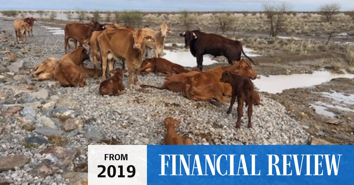 Drought pushes cattle prices lower despite Queensland stock wipe out