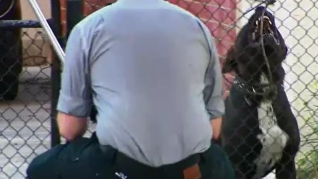 An investigation is now underway to find the owner of the animals and determine whether they are at fault for allowing their pets to wander at large.