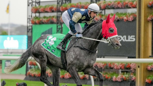 Valiant King en el TAB Turnbull Stakes en Flemington.