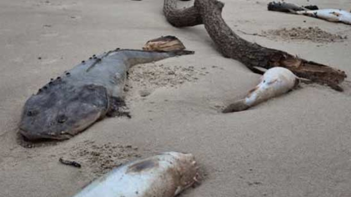 Cyclone Alfred: Hundreds of thousands of dead fish reported in rivers ...