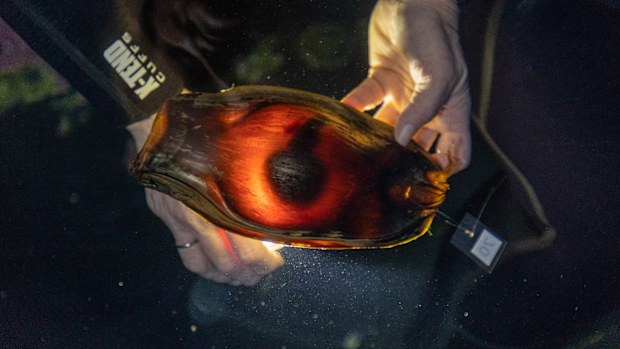 A zebra shark embryo is seen inside one of the eggs laid in the conservation initiative – called the 'StAR Project'  (Stegostoma tigrinum Augmenation Recovery Project).
