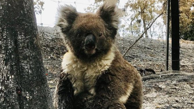 The team have noticed a number of koalas from the fireground are very traumatised.