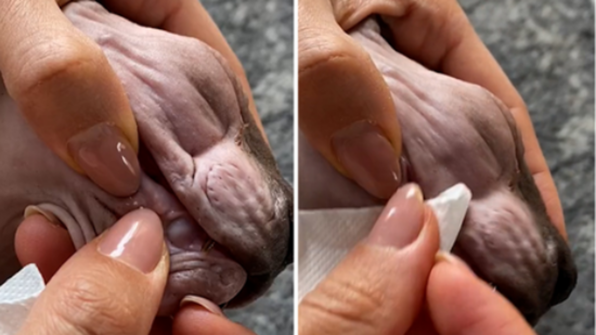 'Cat pimple' popping TikTok trend slammed by vets as 'not safe' | Nine ...
