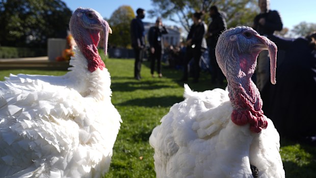 Turkeys Peach and Blossom are pictured before a ceremony in which President Joe Biden will pardon the national Thanksgiving turkey on the South Lawn of the White House in Washington, Monday, Nov. 25, 2024. (AP Photo/Mark Schiefelbein)