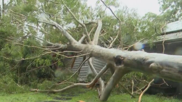 Gold Coast home smashed by falling tree