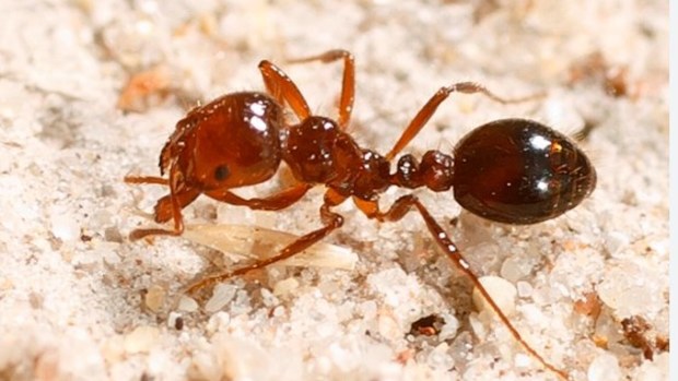 Fire ants found in Toowoomba