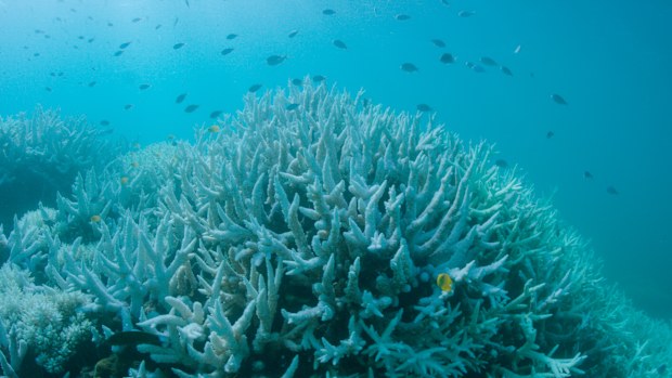 This shows the Great Barrier Reef suffering mass bleaching at Vlassoff Cay, near Cairns. (AAP)