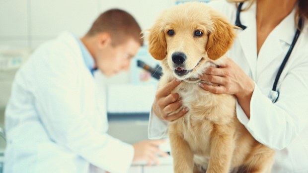 Labrador at the vet