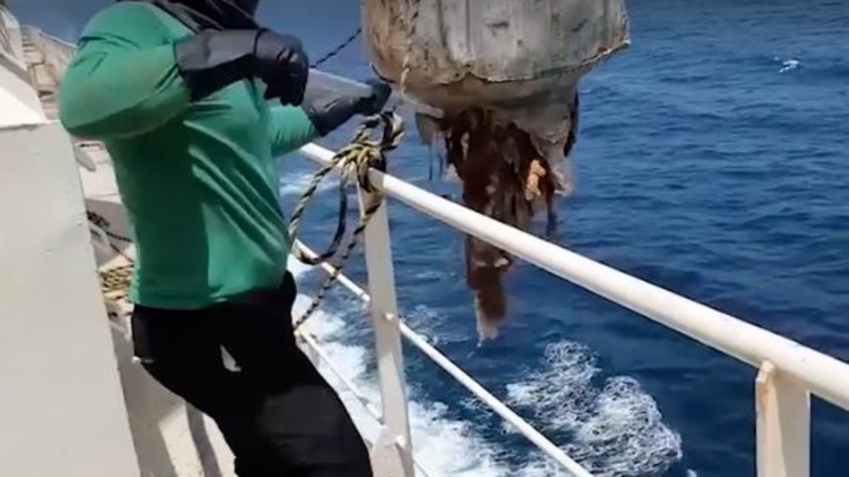 Live exports horror: New Awassi Express footage emerges | Nine.com.au