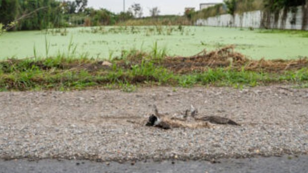 Hundreds of birds and other animals have been found dead in Brisbane, with experts saying they believe they may have been poisoned.