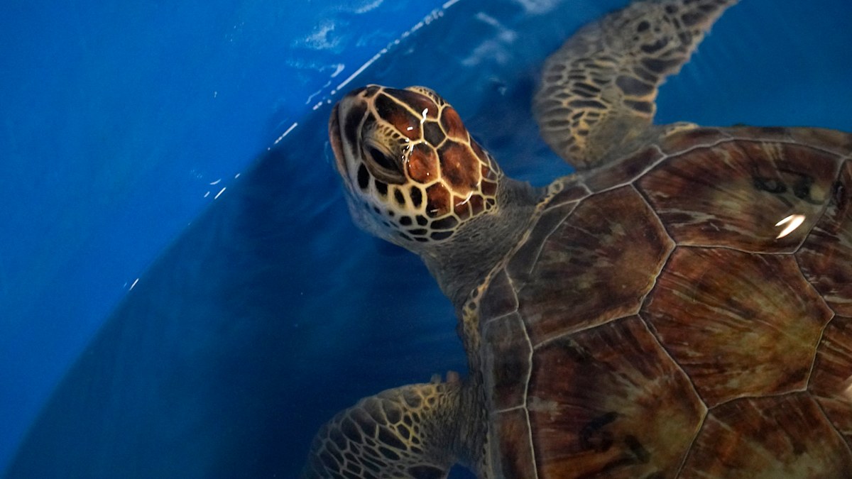 Mayonnaise provides miracle for endangered turtles in Israel | Nine.com.au