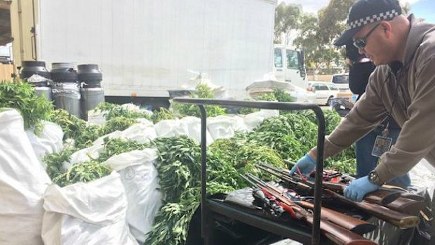 Firearms and cannabis seized in Adelaide drug bust. (9NEWS, Rhett Burnie)